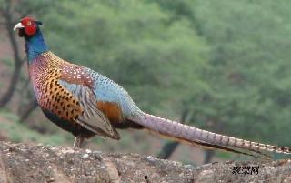 国产野鸡免费下载视频,畅享影视盛宴