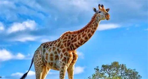 国产长颈鹿视频