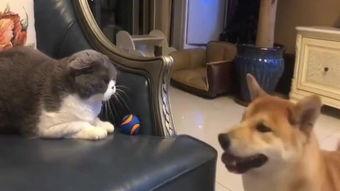 国产免费视频狗,揭秘国内热门免费视频平台背后的故事