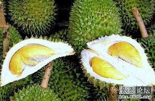 国产树熟榴莲落果视频大全,揭秘成熟果实自然脱落奥秘